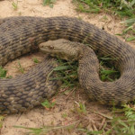 biscia-tassellata.jpg