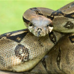 boa-constrictor.jpg