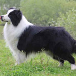 border-collie.jpg