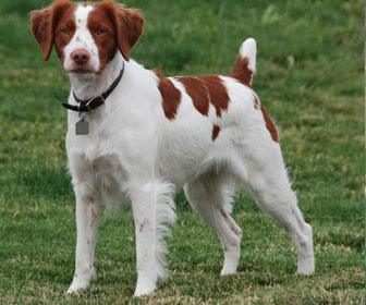 Brittany spaniel