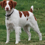 brittany-spaniel.jpg