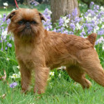bruxelles-griffon.jpg