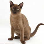 burmese-1.jpg