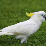 cacatua-ciuffo-giallo.jpg