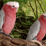 cacatua-rosato.jpg