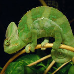 camaleonte.jpg