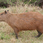 capibara.jpg