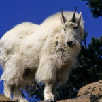 capra-delle-nevi.jpg