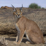caracal.jpg