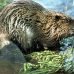 castoro-europeo.jpg