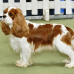 cavalier-king.jpg