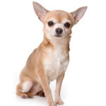 chihuahua.jpg