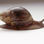 chiocciola-gigante-africana.jpg