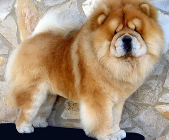 Chow chow
