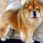 chow-chow.jpg