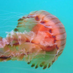 chrysaora-hysoscella.jpg