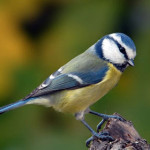 cinciarella-1.jpg