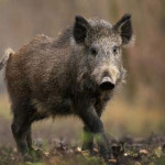 cinghiale.jpg