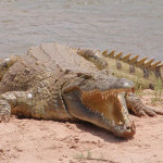 coccodrillo.jpg