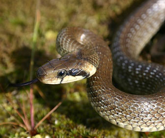 Colubro di esculapio