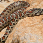 colubro-leopardino.jpg