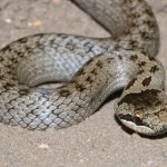 colubro-liscio.jpg
