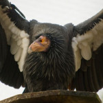 condor.jpg