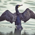 cormorano.jpg
