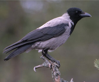 Cornacchia grigia