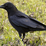 cornacchia-nera-1.jpg