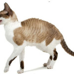 cornish-rex-1.jpg