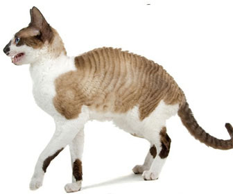 Cornish rex