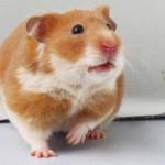 criceto-dorato.jpg