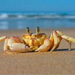 crostacei.jpg