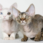 devon-rex-1.jpg