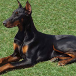 doberman.jpg