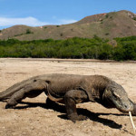 drago-di-komodo.jpg