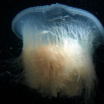 drymonema-dalmatinum.jpg