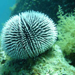 echinodermi.jpg