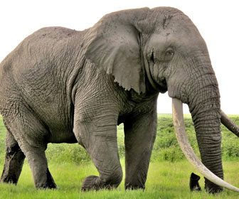 Elefante