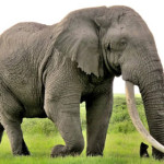 elefante.jpg