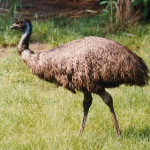 emu.jpg