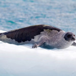 foca-della-groenlandia.jpg