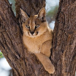gatto-dorato-africano.jpg
