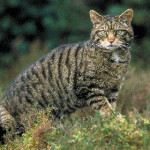 gatto-selvatico.jpg