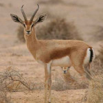 gazzella.jpg