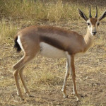 gazzella-speke.jpg