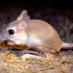 gerboa.jpg