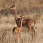 gerenuk.jpg