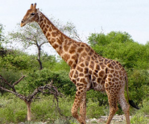 Giraffa